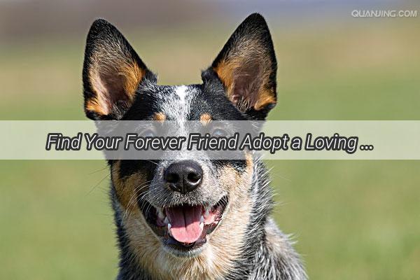 Find Your Forever Friend Adopt a Loving Pup from Huaians Heartwarming Sanctuary